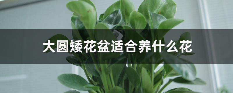 大圆矮花盆适合养什么花