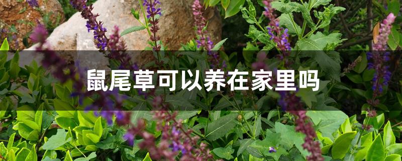 鼠尾草可以养在家里吗