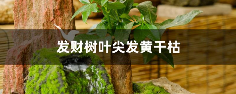 发财树叶尖发黄干枯