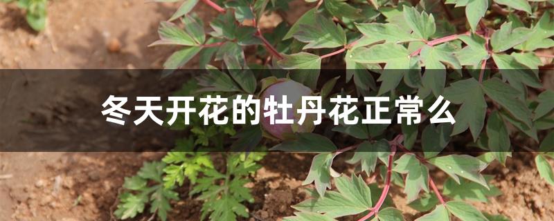 冬天开花的牡丹花正常么