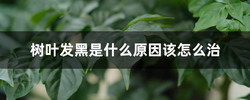 树叶发黑是什么原因该怎么治