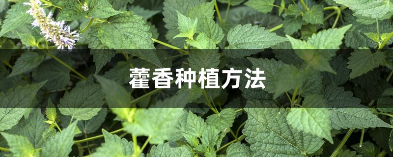 藿香种植方法