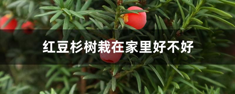 红豆杉树栽在家里好不好