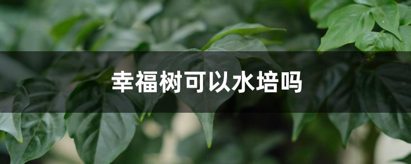 幸福树可以水培吗