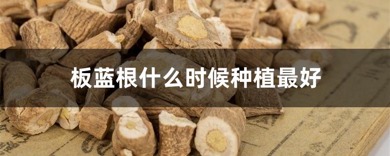 板蓝根什么时候种植最好