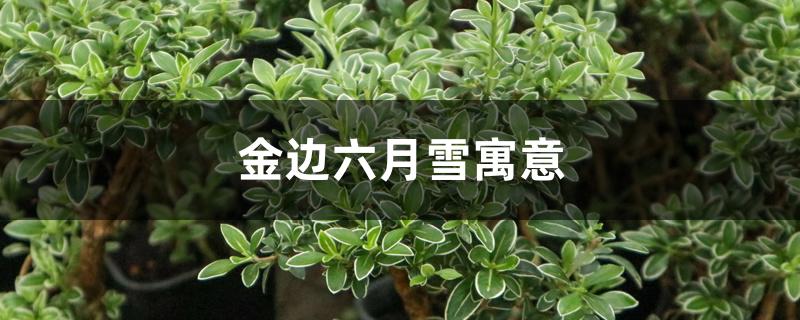 金边六月雪寓意