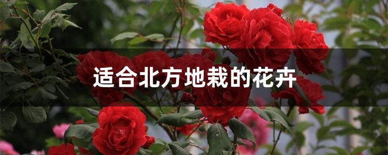 适合北方地栽的花卉