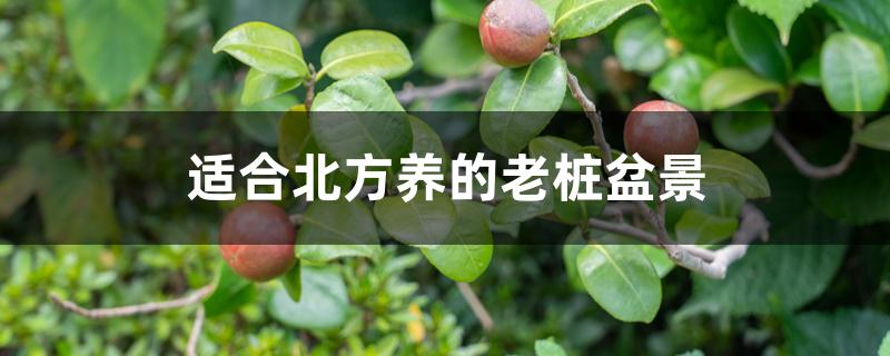 适合北方养的老桩盆景
