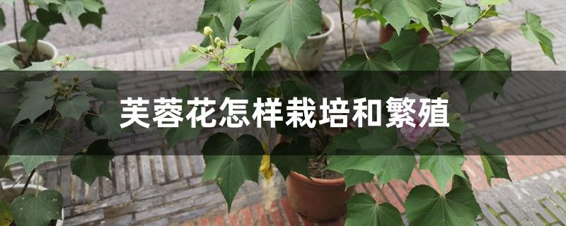 芙蓉花怎样栽培和繁殖