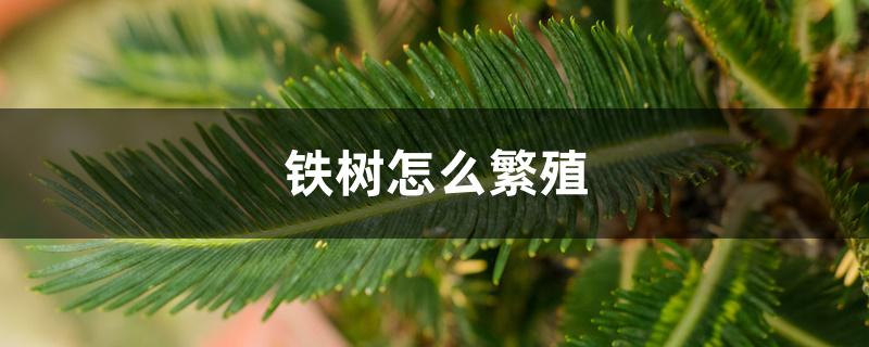 铁树怎么繁殖