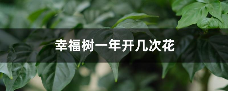 幸福树一年开几次花