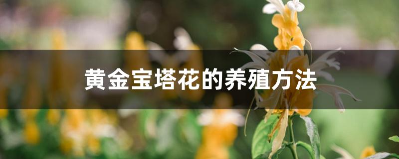 黄金宝塔花的养殖方法