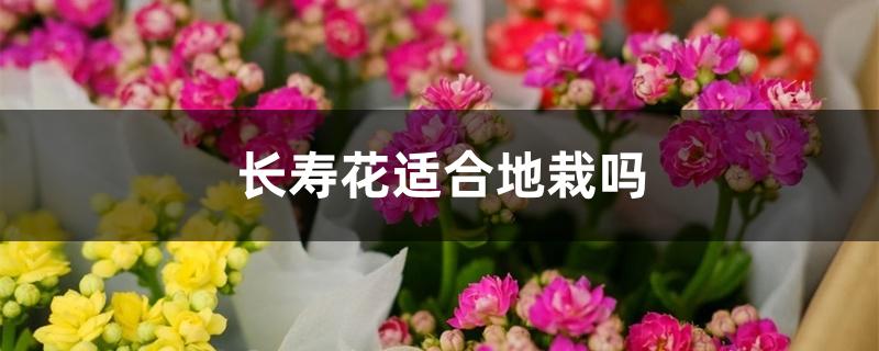 长寿花适合地栽吗