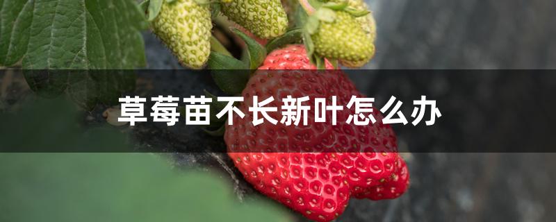 草莓苗不长新叶怎么办