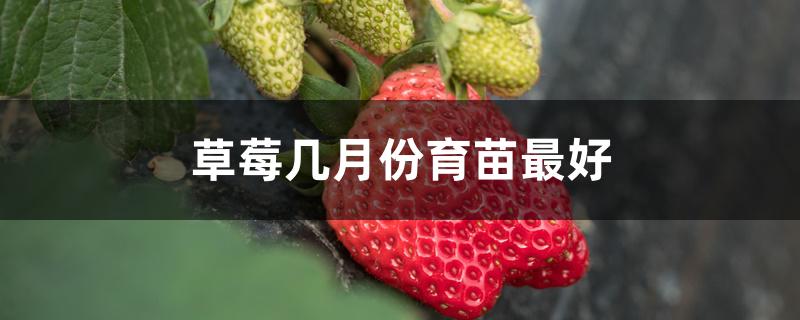 草莓几月份育苗最好