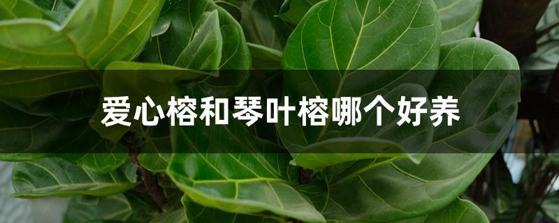 爱心榕和琴叶榕哪个好养 爱心榕和琴叶榕哪个好养
