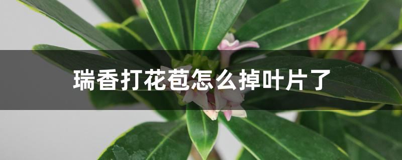 瑞香打花苞怎么掉叶片了