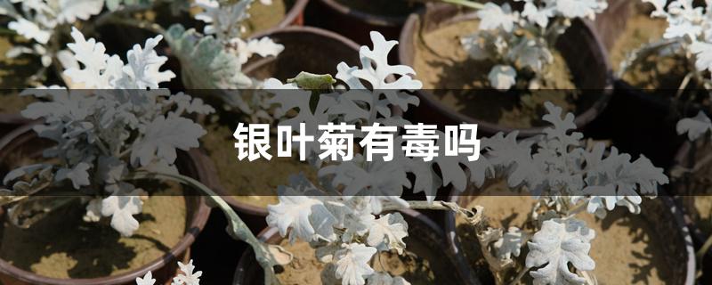 银叶菊有毒吗