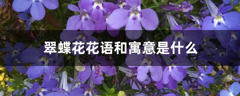 翠蝶花花语和寓意是什么