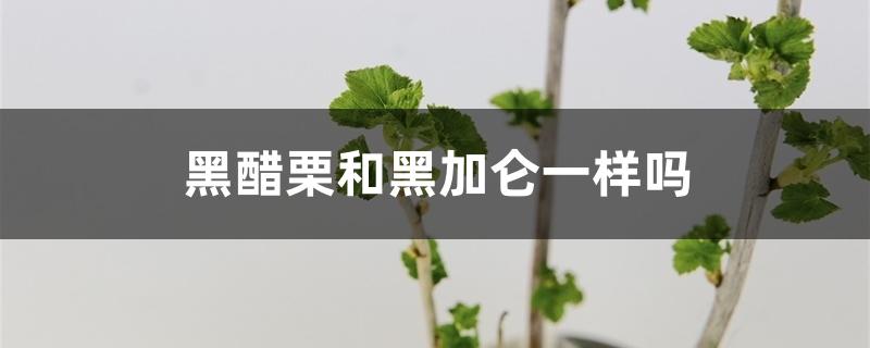 黑醋栗和黑加仑一样吗