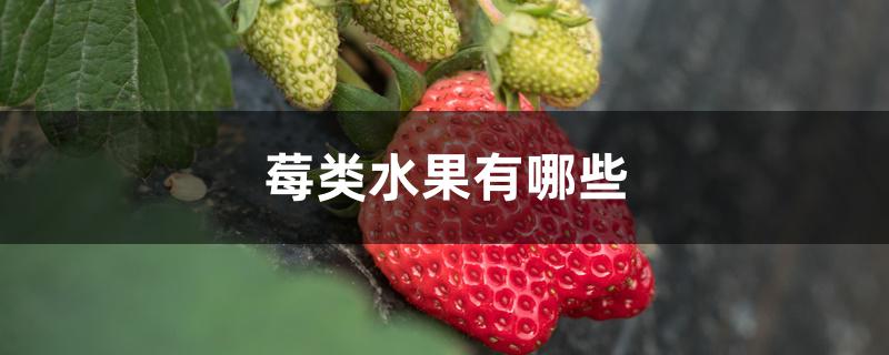 莓类水果有哪些