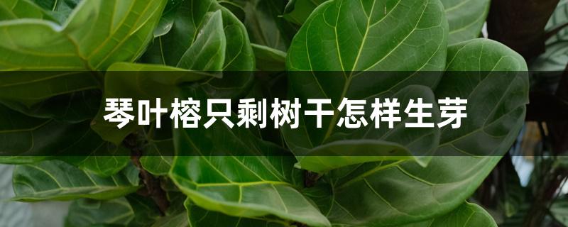 琴叶榕只剩树干怎样生芽