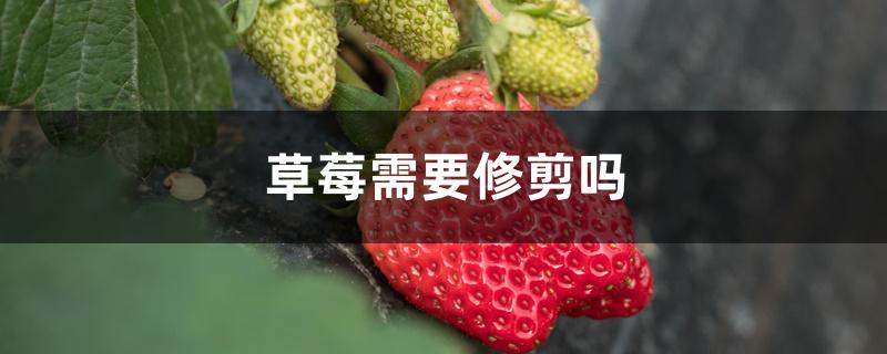 草莓需要修剪吗