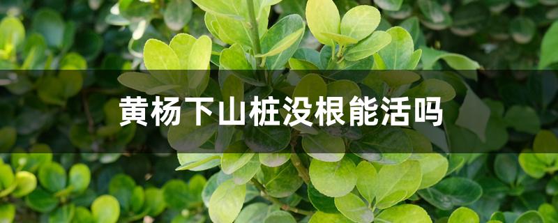 黄杨下山桩没根能活吗