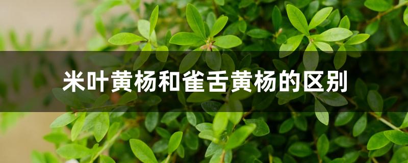 米叶黄杨和雀舌黄杨的区别