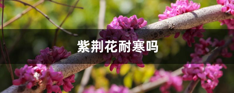 紫荆花耐寒吗