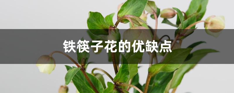 铁筷子花的优缺点