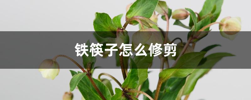 铁筷子怎么修剪