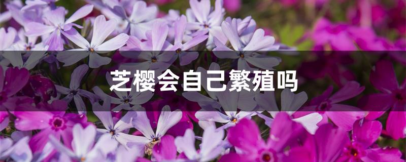 芝樱会自己繁殖吗