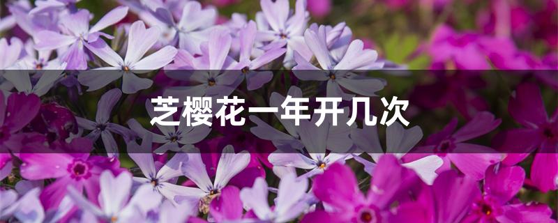 芝樱花一年开几次