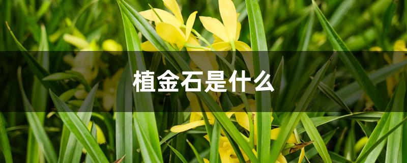 植金石是什么