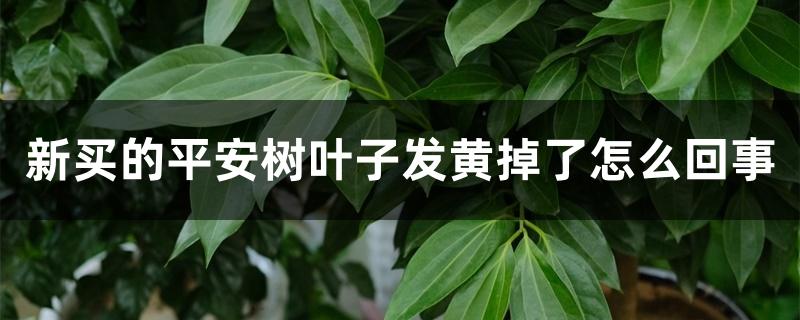 新买的平安树叶子发黄掉了怎么回事