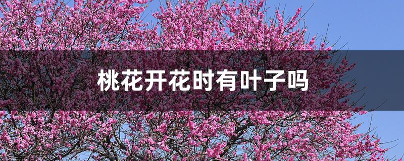 桃花开花时有叶子吗