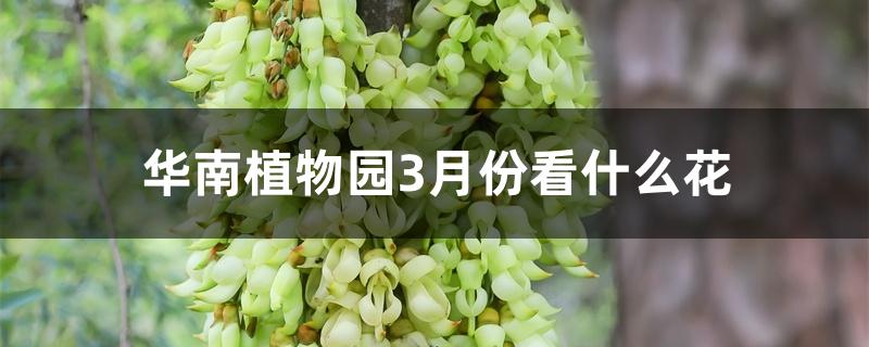 华南植物园3月份看什么花