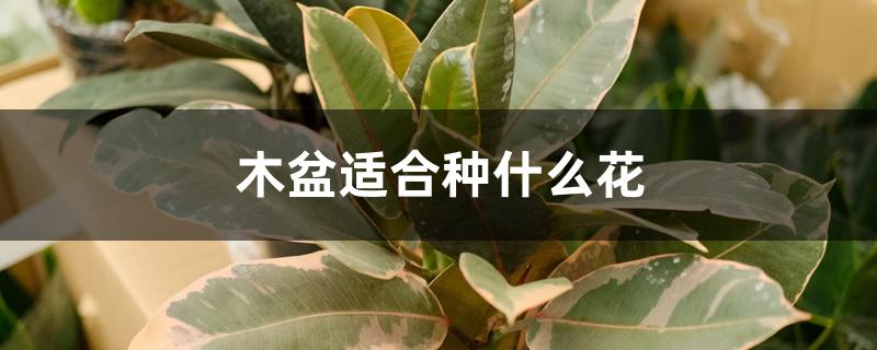 木盆适合种什么花