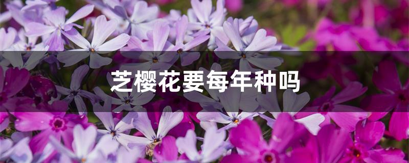 芝樱花要每年种吗