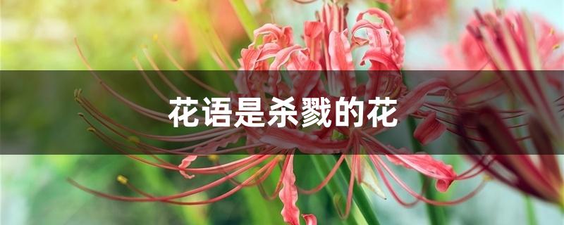 花语是杀戮的花