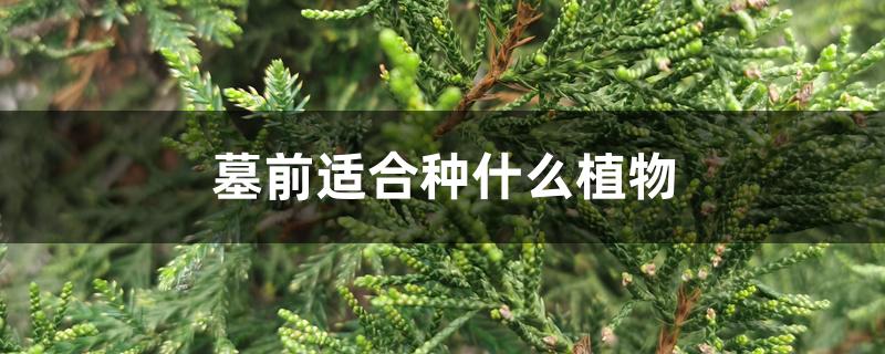 墓前适合种什么植物 墓前适合种什么植物