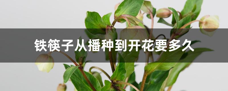 铁筷子从播种到开花要多久