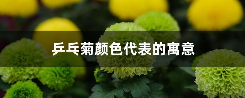 乒乓菊颜色代表的寓意