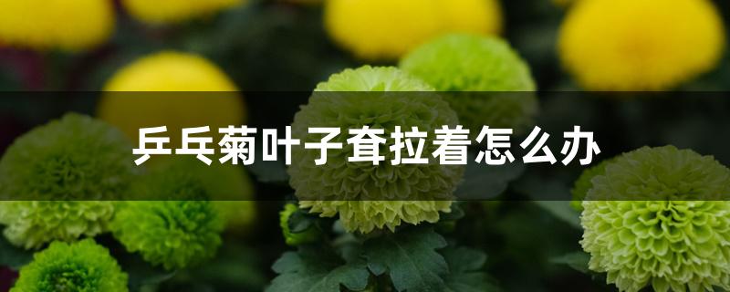 乒乓菊叶子耷拉着怎么办