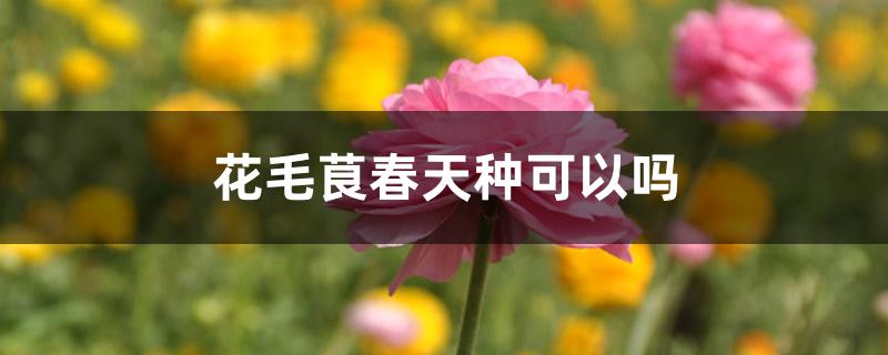 花毛茛春天种可以吗