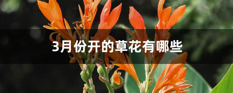 3月份开的草花有哪些