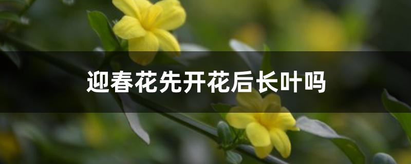 迎春花先开花后长叶吗