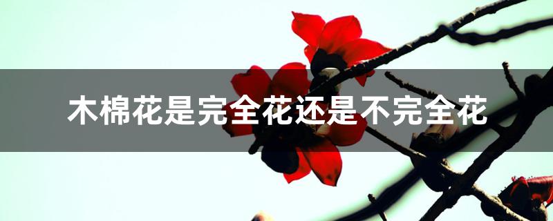 木棉花是完全花还是不完全花