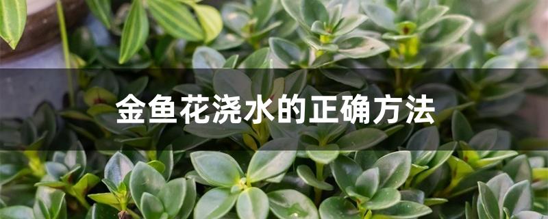 金鱼花浇水的正确方法